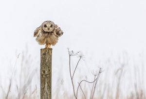 SHORTIE LOOKOUT By Dave Atkinson OXF