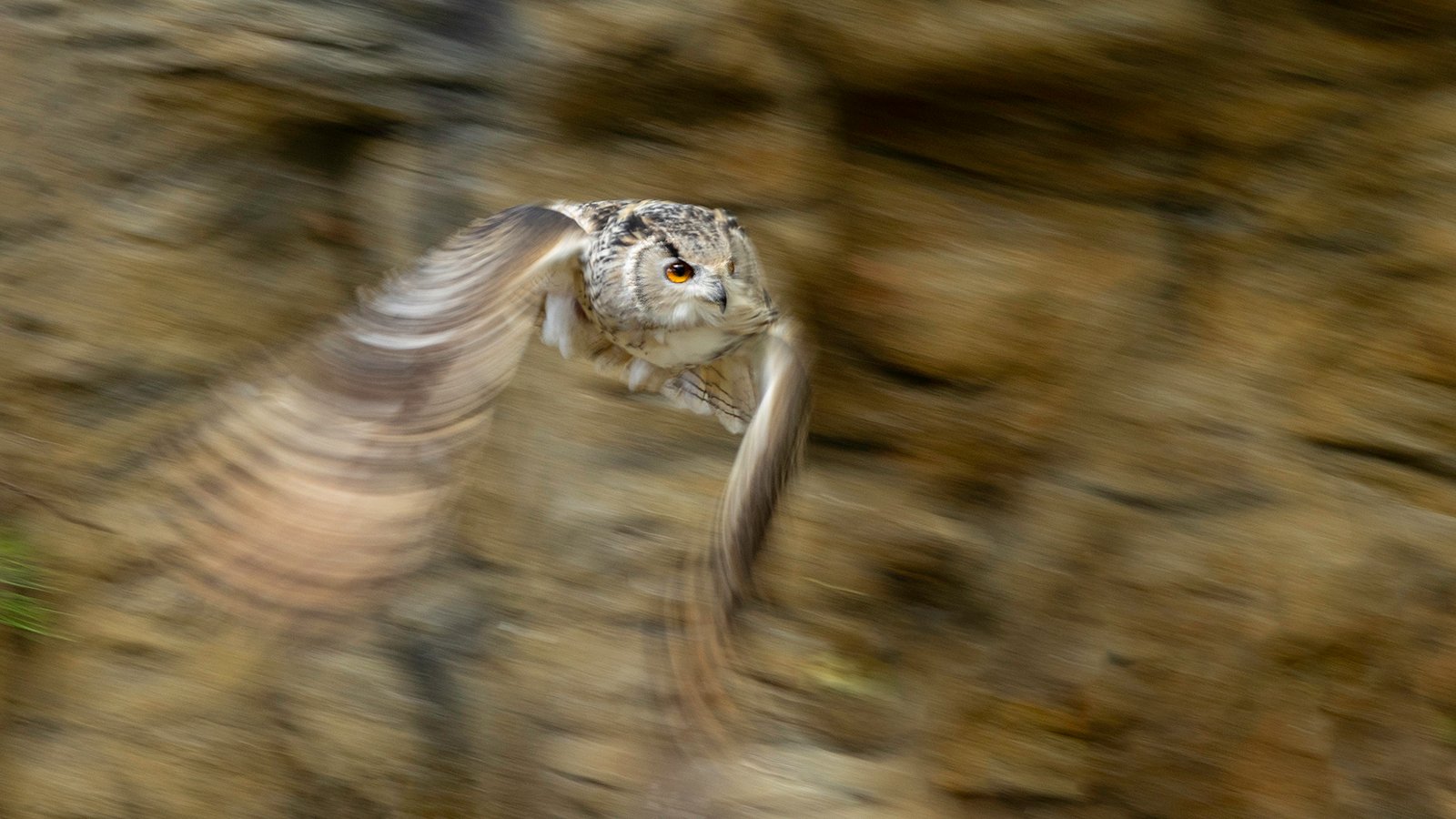 Dave Atkinson - Eagle Owl in Motion_1600w.jpg