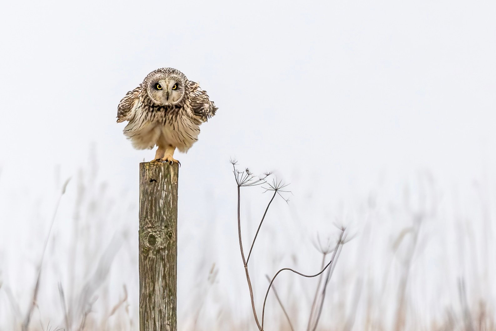 01_Shortie Look Out.jpg