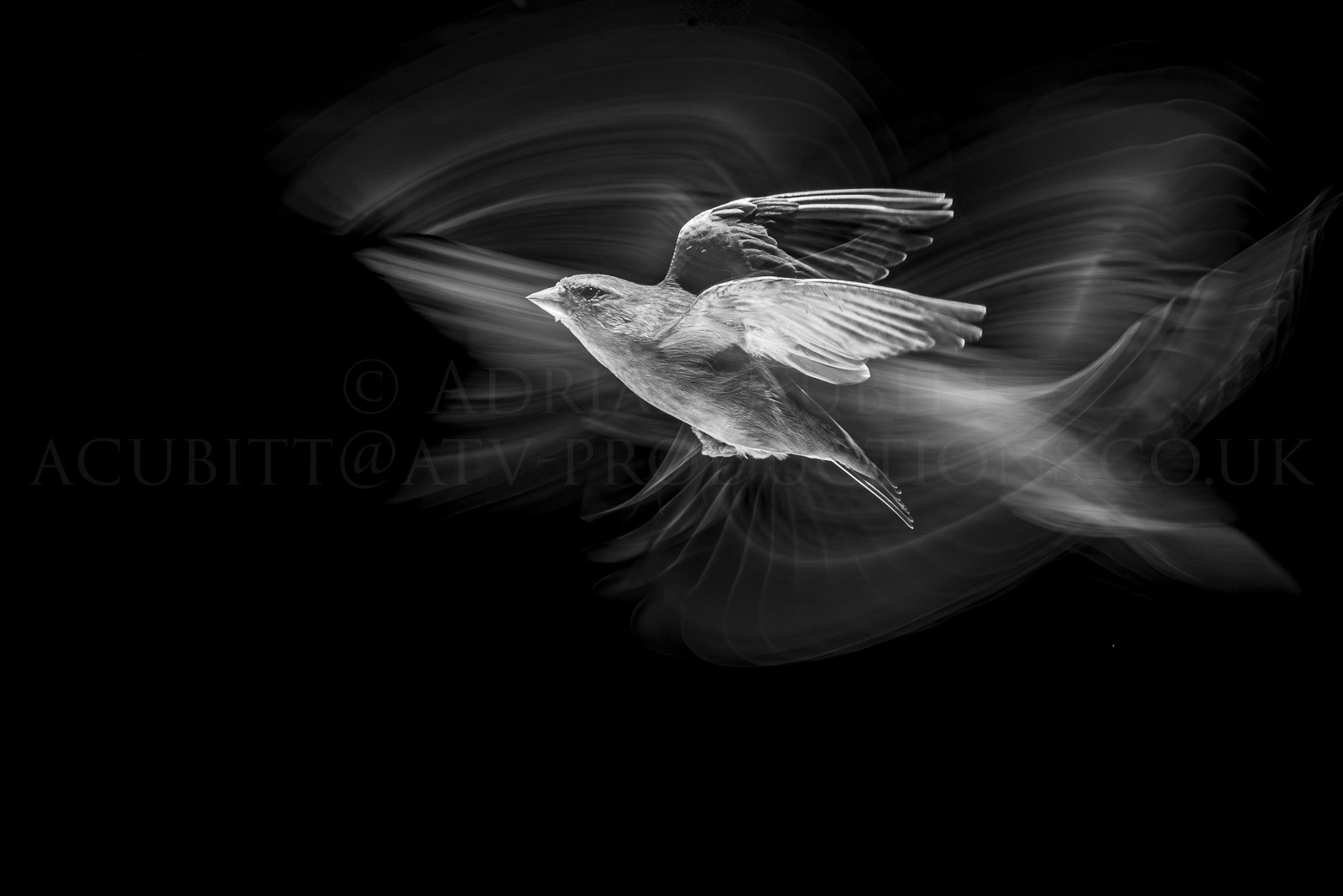 Adrian Cubitt - artofflight mono small watermarked-3852.jpg