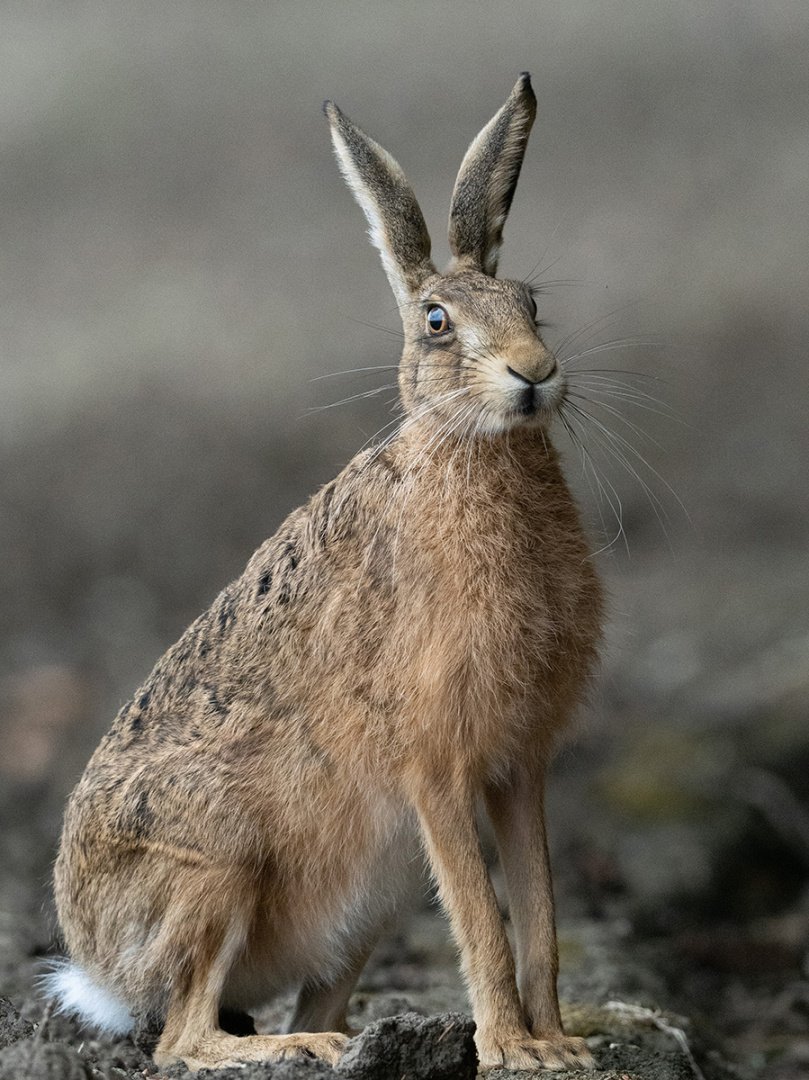Phil Warrington - Brown Hare.jpg