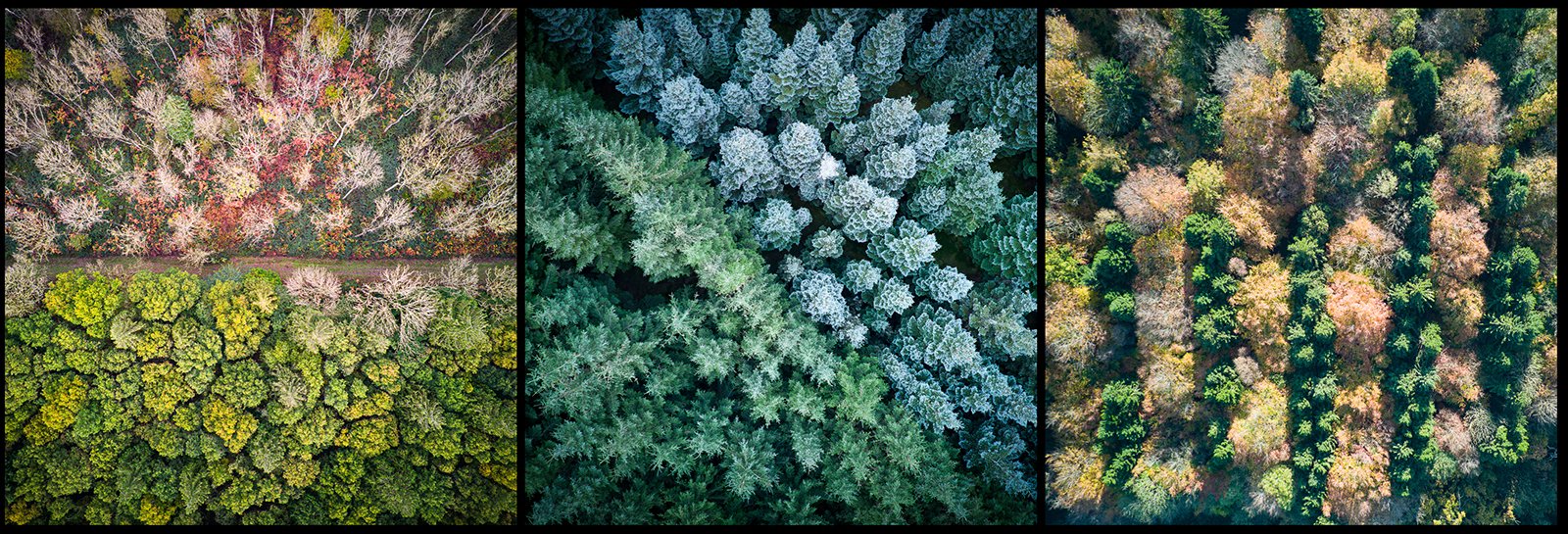 Panel Competition_Mathew Lodge_Patterned Growth_Highly Commended.jpg