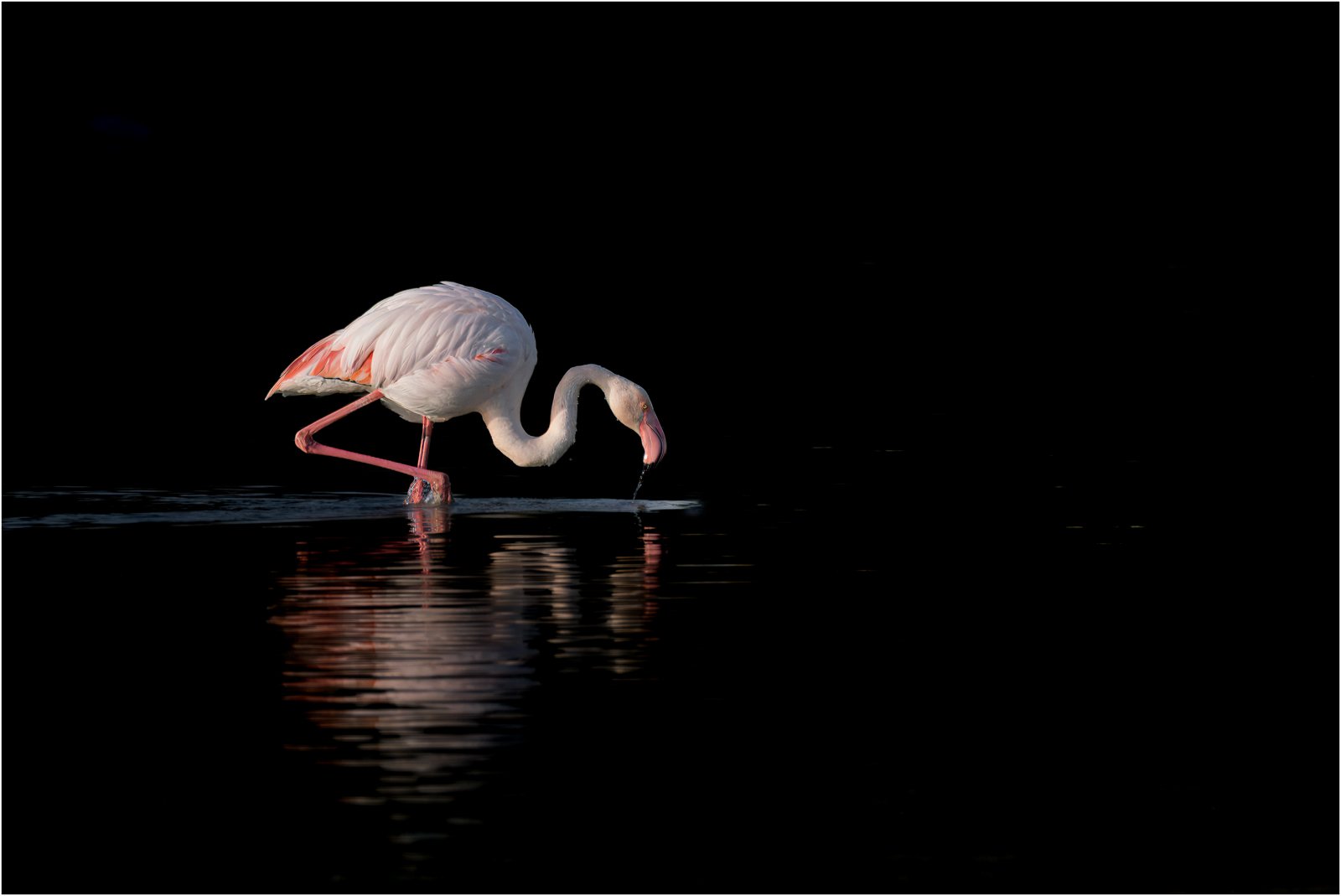 Alan Lewis_Flamingo_Commended_Best Use of Light 2025-2026.jpg