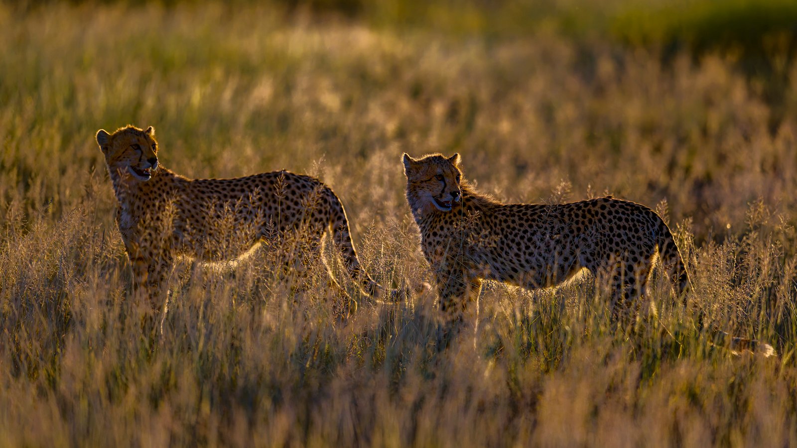 Keith Worthington_Cheetahs at Dawn_Second Place_Best Use of Light 2025-2026.jpg