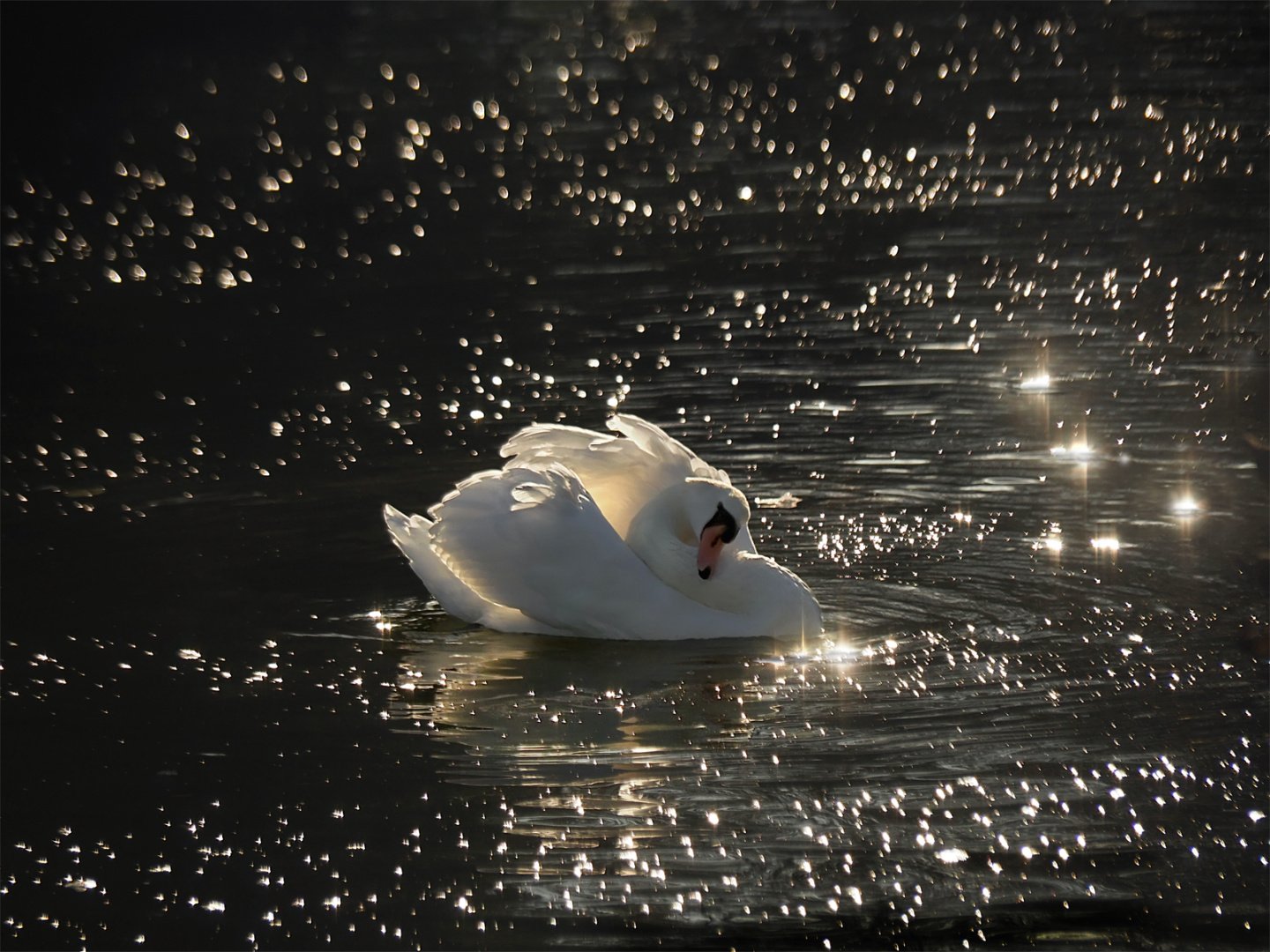 Peter Warrington_Backwater Swan_Highly Commended_Best Use of Light 2025-2026.jpg