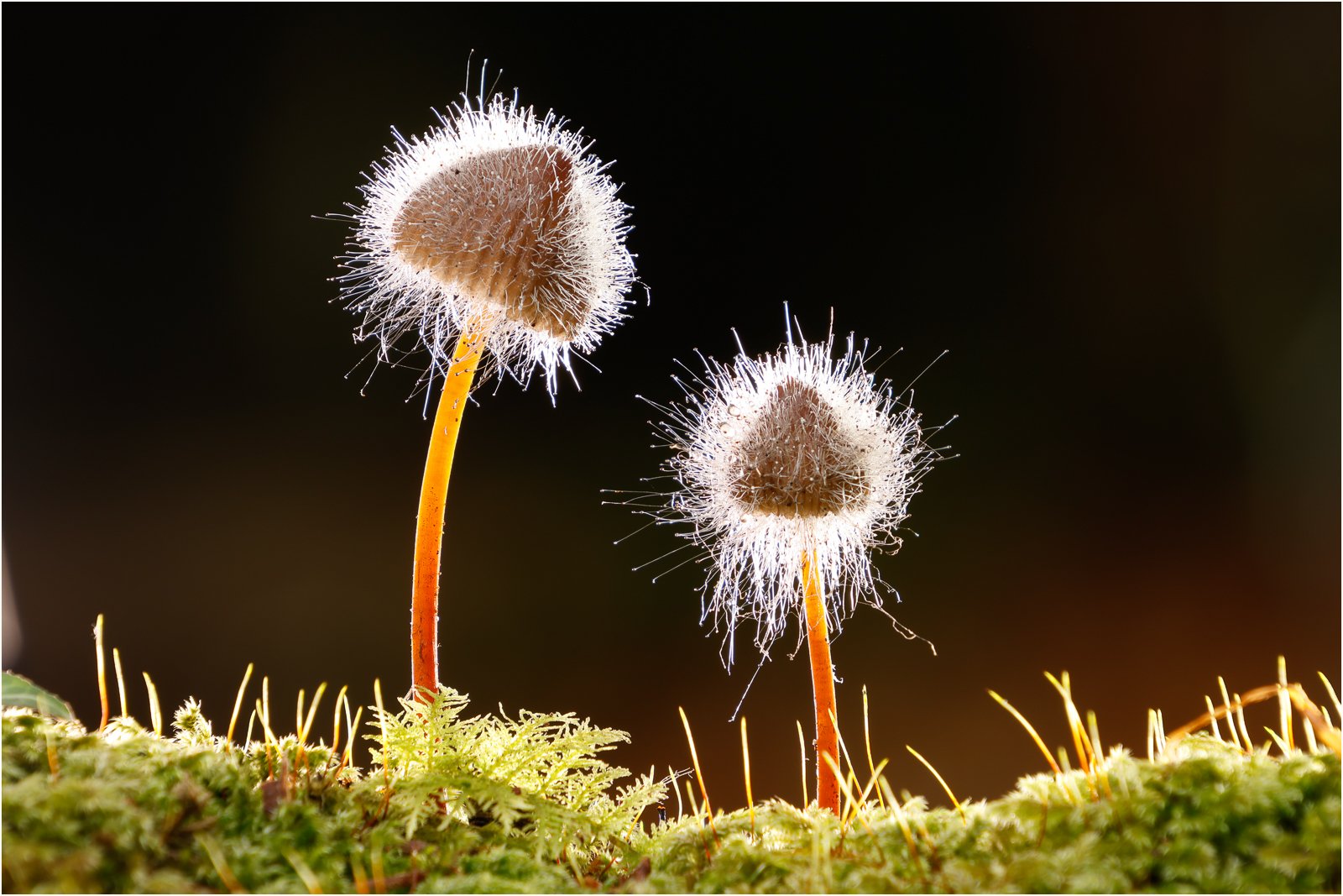 Sandra Newton_Mycena covered in Pin Mould_Commended_Best Use of Light 2025-2026.jpg