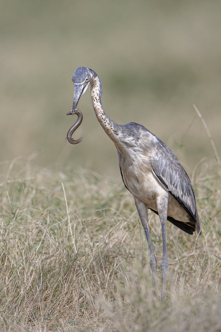 Keith Worthington_Heron and Skink_Second Place_DPI 3 2025-2026.jpg