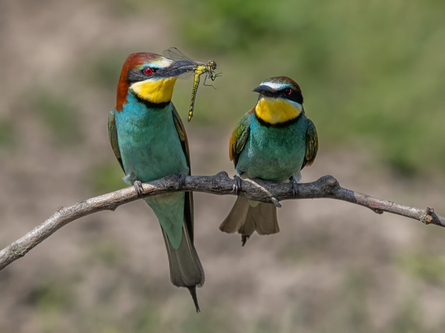 Les Gordon_Bee Eater with Dragonfly offering_Highly Commended_DPI 3 2025-2026.jpg