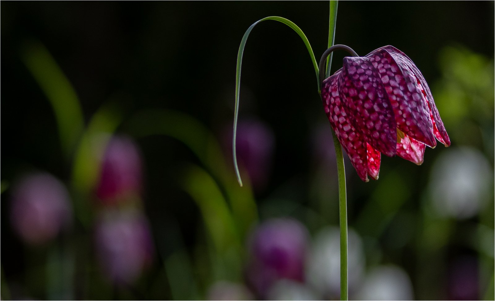 Sandra Newton_Snakeshead Fritillary_Highly Commended_DPI 3 2025-2026.jpg