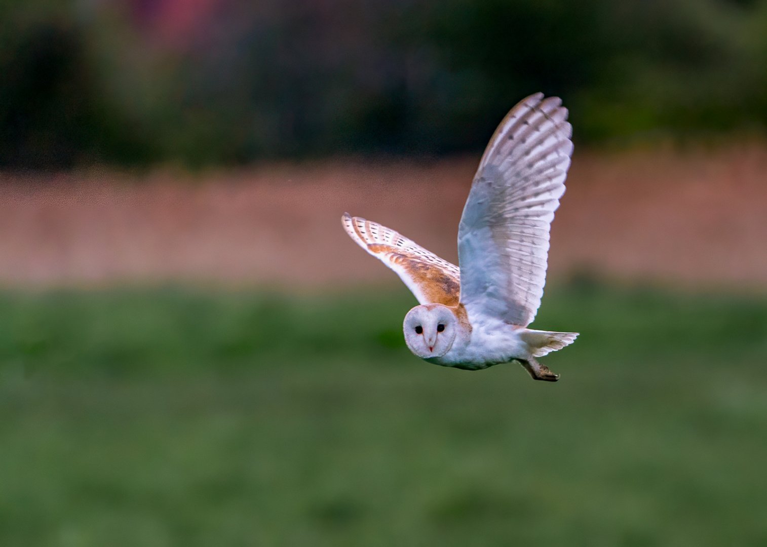 William Hall_Cley Owl_Commended_DPI 3 2025-2026.jpg