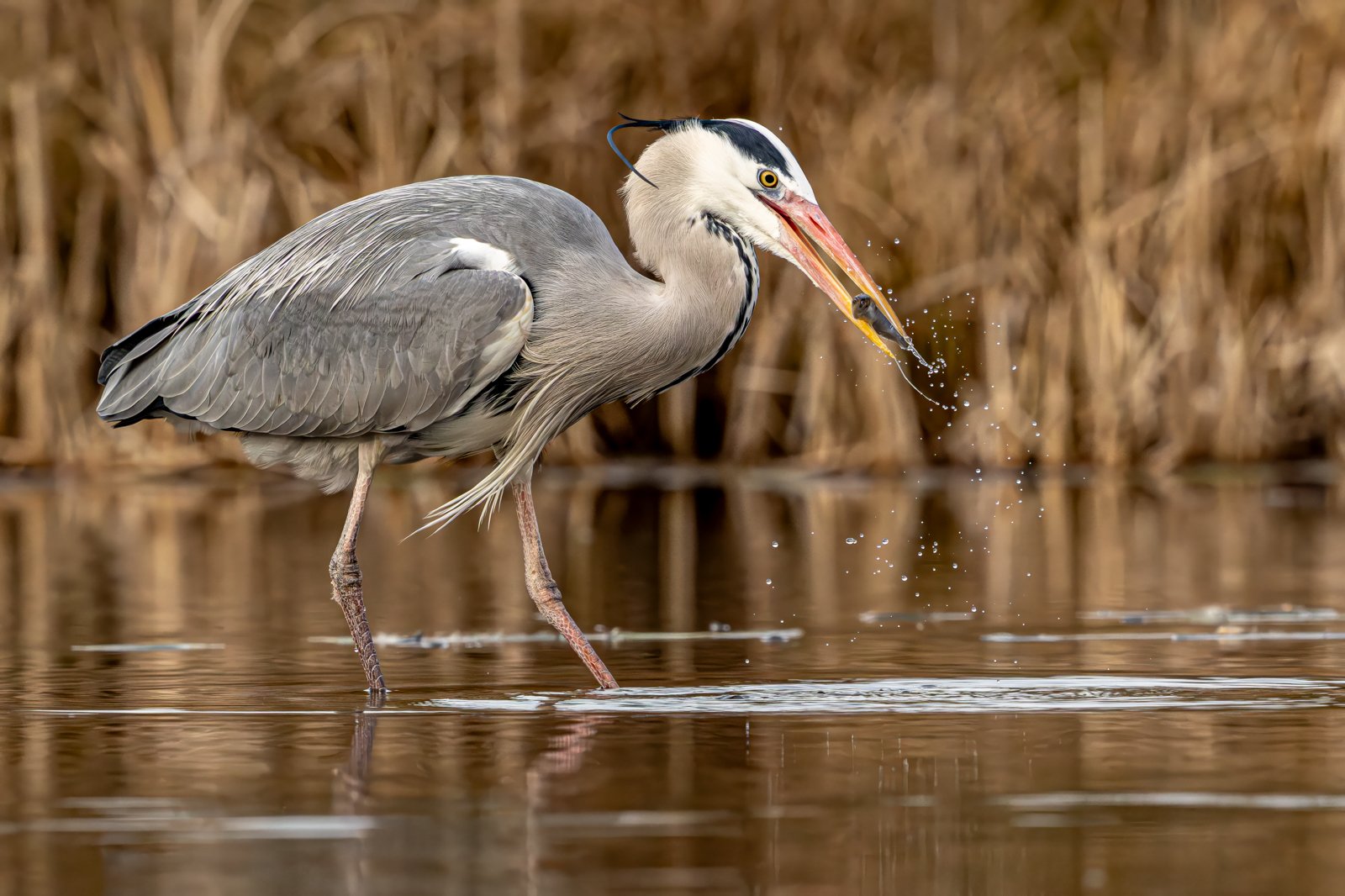 Hungry Heron - Dave Atkinson.jpg