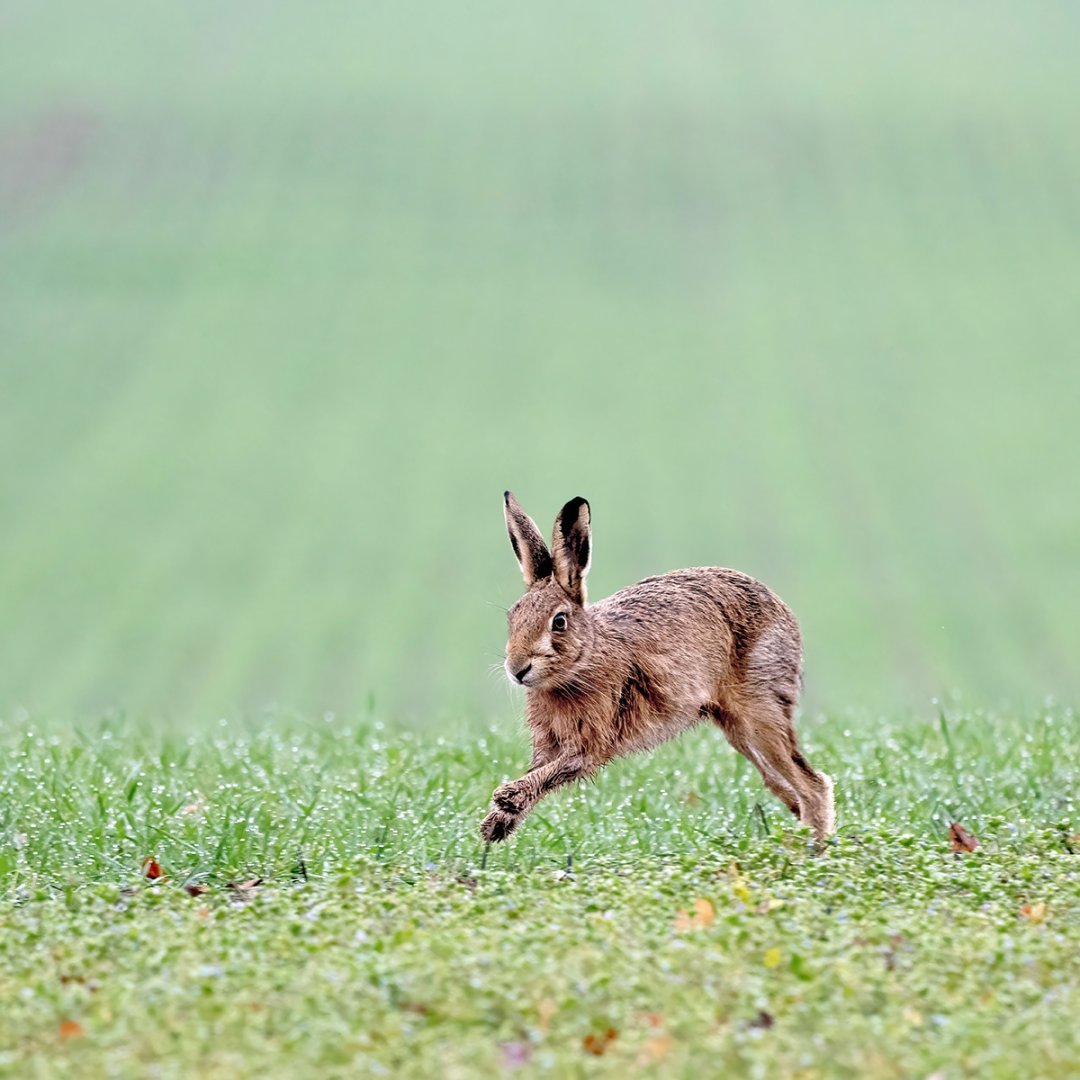 Downland Hare 1200 x 1200 - Phil Warrington.jpg