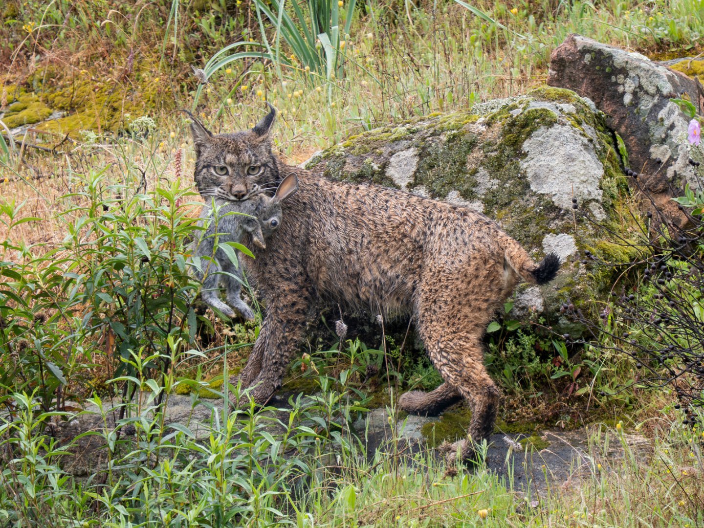 Iberian Lynx with Rabbit supper - Les Gordon.jpg