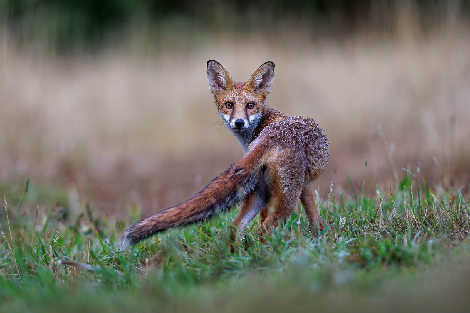 Dave Belcher_Curious Fox_DPI 1 2025-2026_Highly Commended.jpg
