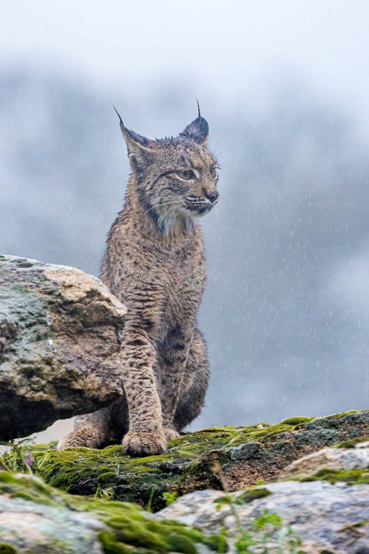 Dave McKay_Iberian Lynx_DPI 1 2025-2026_Third Place.jpg