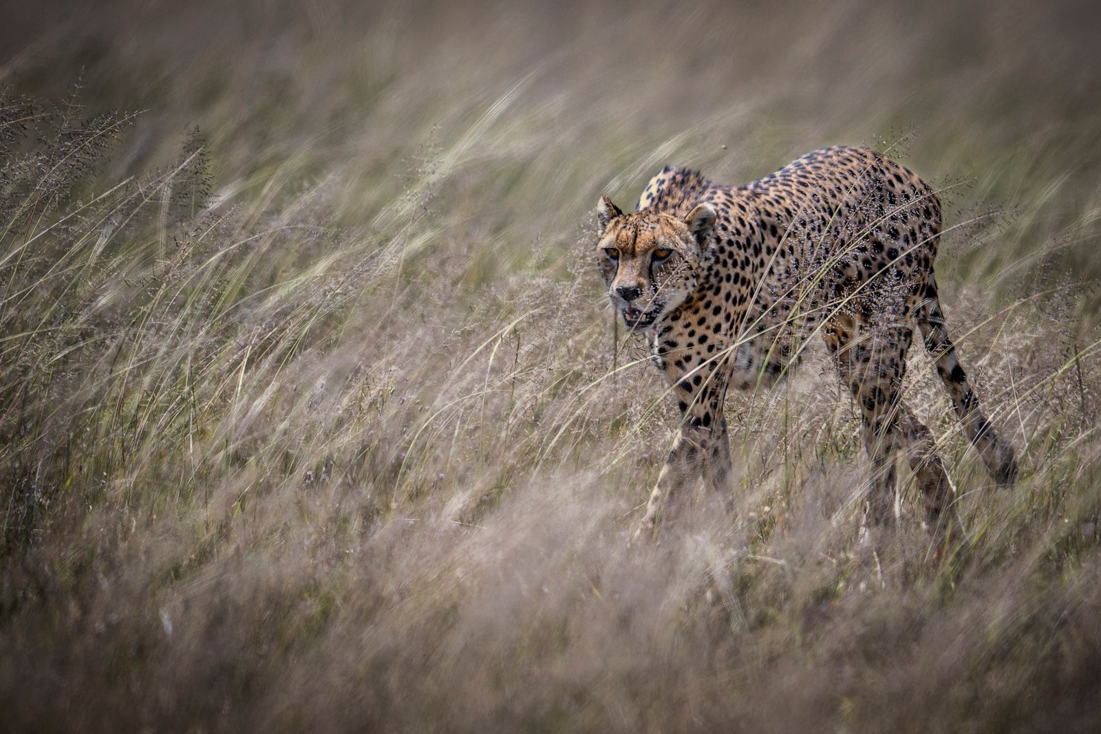 Keith Worthington_Cheetah Stalking in Long Grass_DPI 1 2025-2026_First Place.jpg