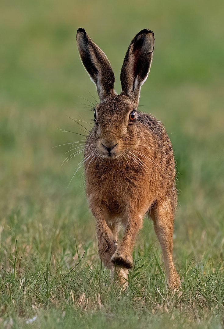 Phil Warrington_Hare On The Move_DPI 1 2025-2026_Highly Commended.jpg