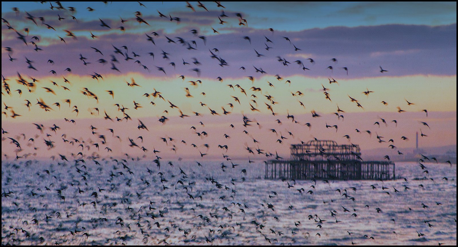 John_Boteler___Brighton_Old_Pier___Starlings_Murmuration_3ee5e2c0.jpg