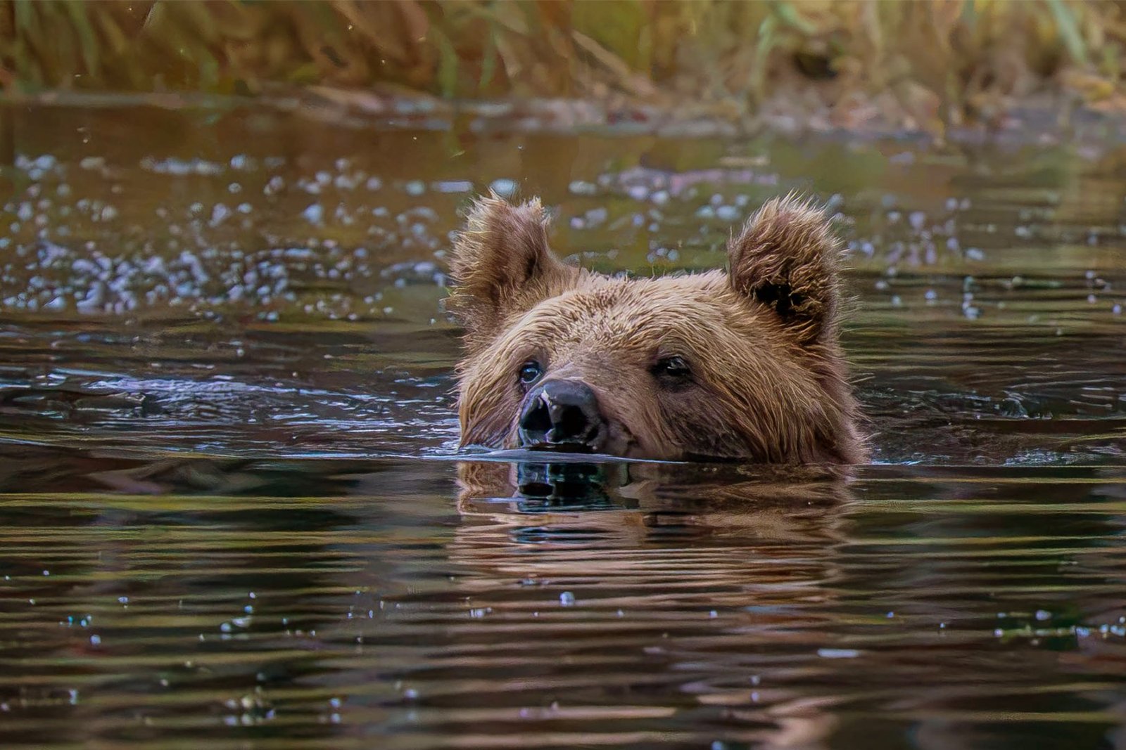 David_Atkinson_Bear_in_the_Water_e7860b1d.jpg
