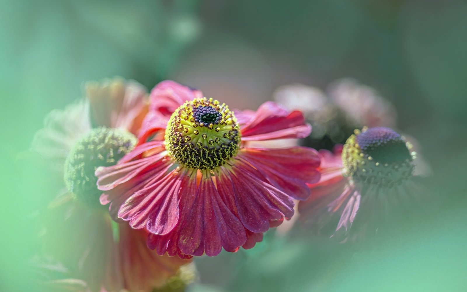 Ian_Bray_Helenium_37b5fe19.jpg
