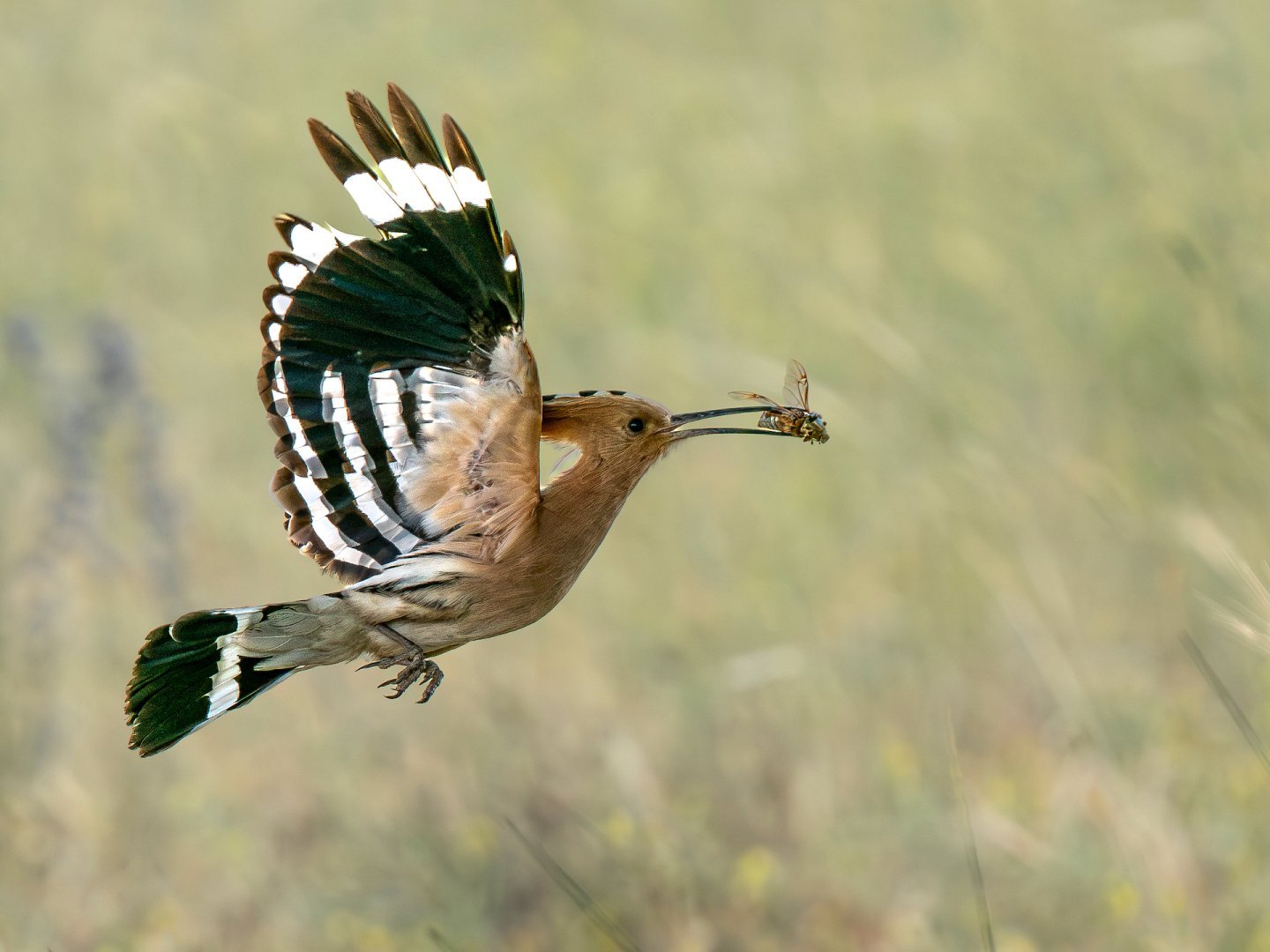 Les_Gordon_Hoopoe_with_catch__a528db7c.jpeg