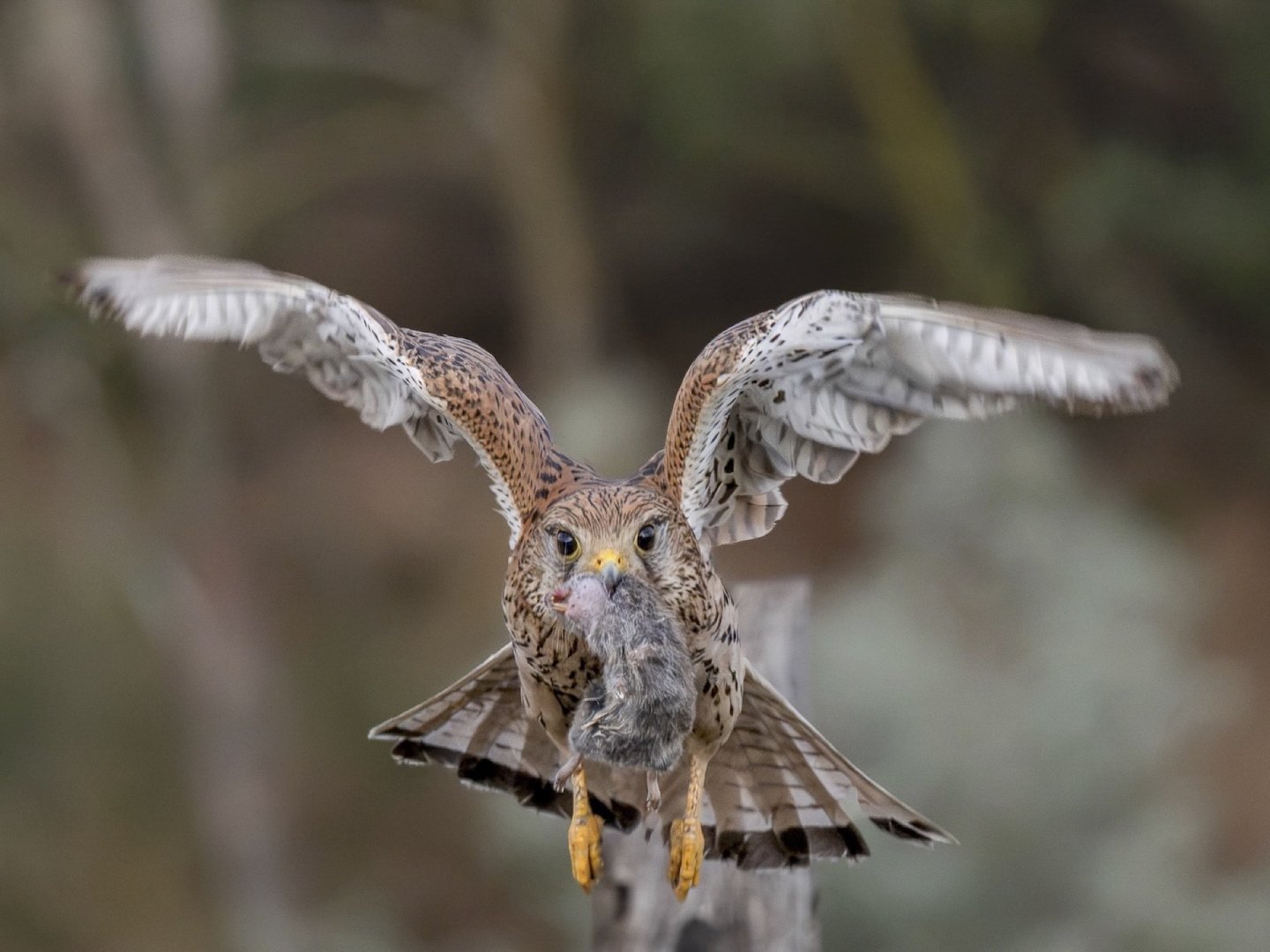 Les_Gordon_Kestrel_with_mouse_d052015d.jpg