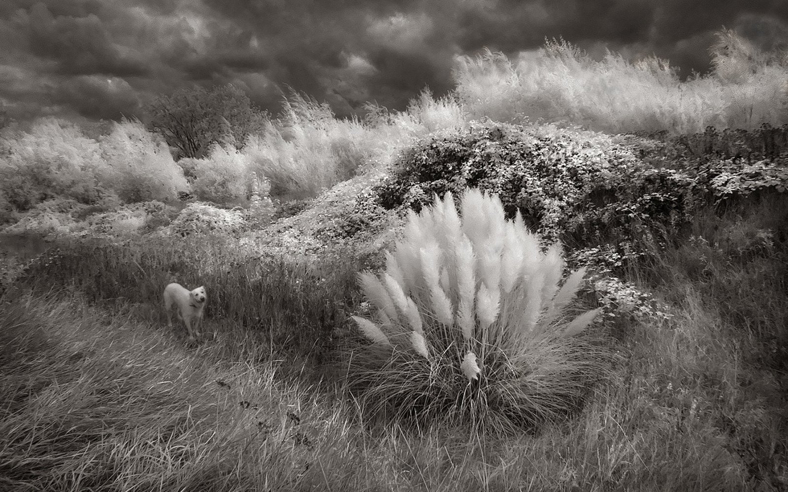 Peter_Warrington_The_Pampas_and_the_Curious_Dog_d7826e92.jpg
