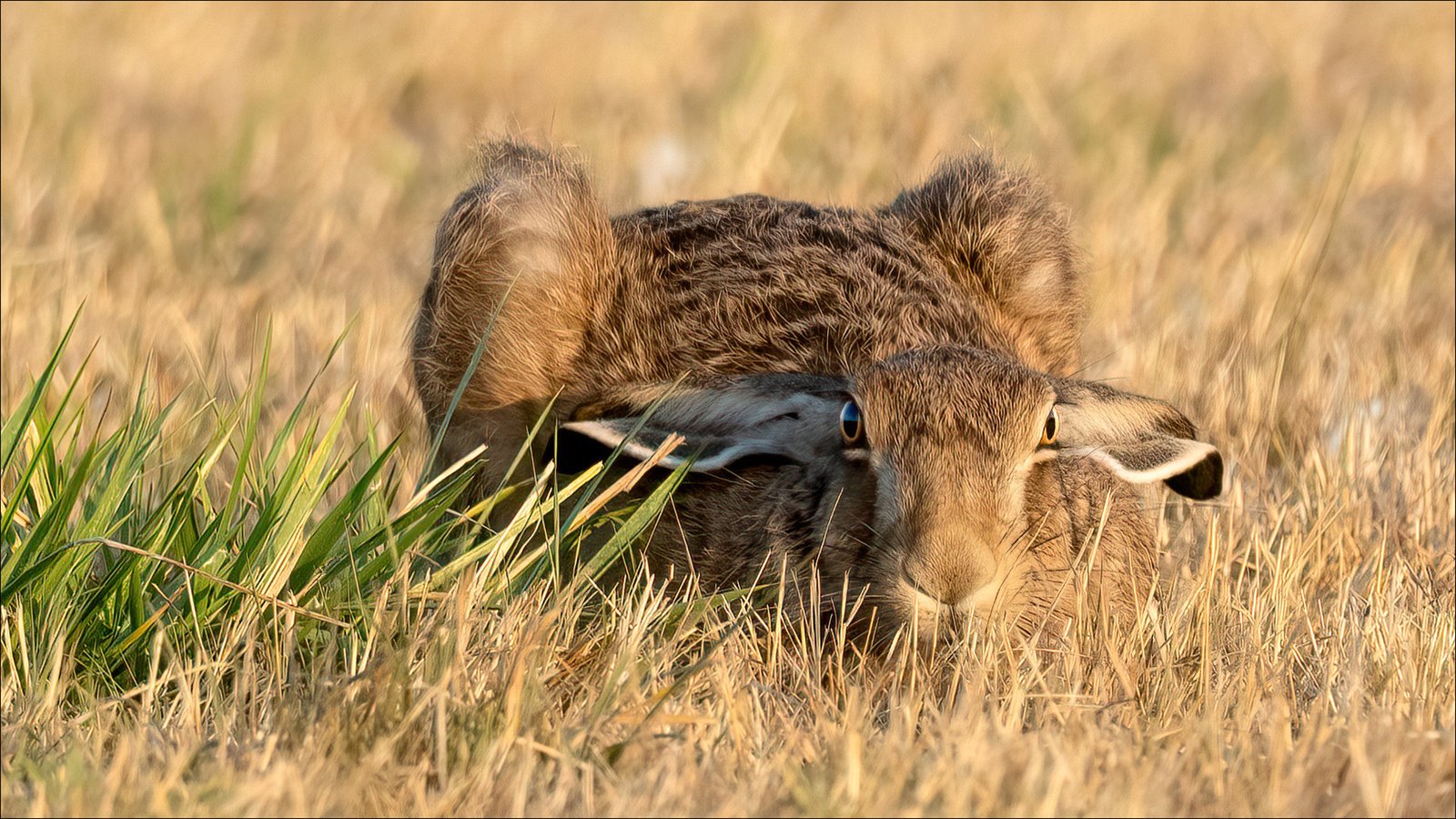 Philip_Warrington_Vigilant_Hare_9dd8012e.jpg