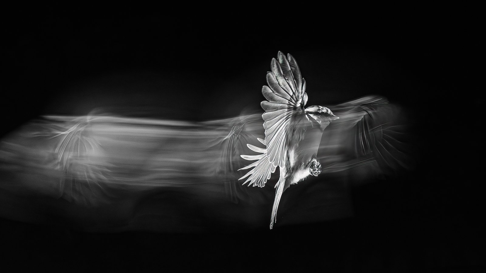 Art_of_Flight_II_deca029e - Adrian Cubitt.jpg