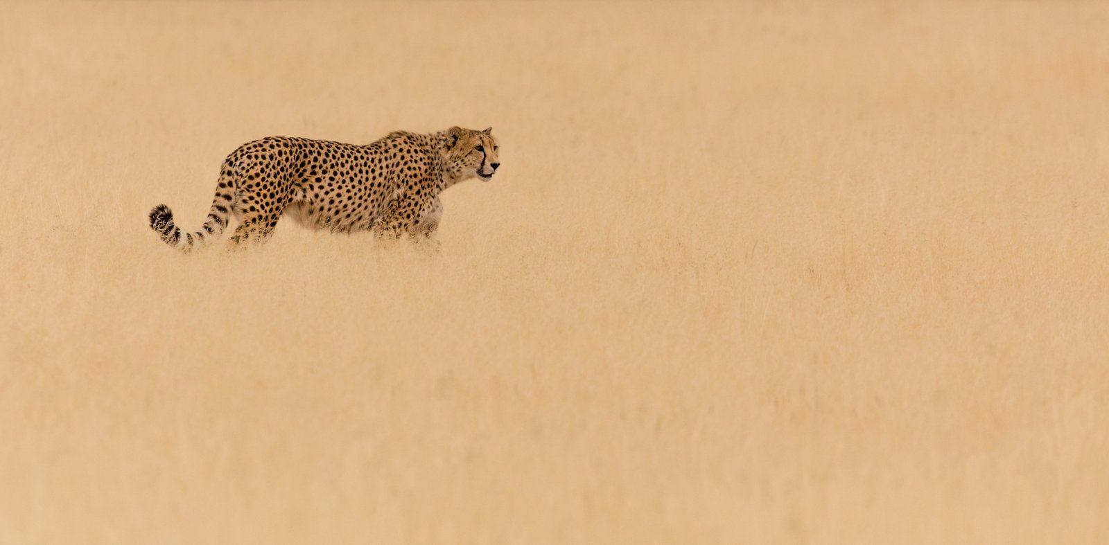 Cheetah_bcce7ae3 - Dave Stroud.jpg