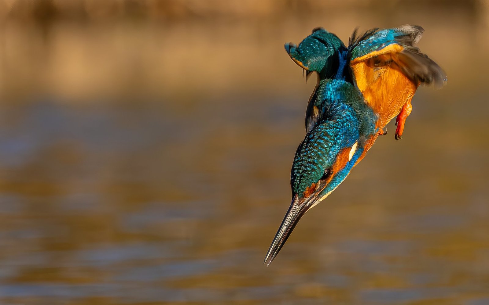 Kingfisher_Dive_b2aea88c - David Atkinson.jpg