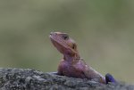 Alan_Lewis_Agamas-lizard.jpg