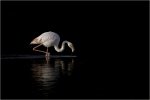 Alan_Lewis_Flamingo.jpg