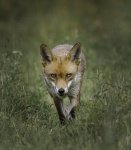 Alan_Lewis_Fox-Hunting.jpg