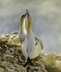 Alan_Lewis_Gannets-courtship.jpg