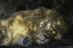 Alan_Lewis_Lion-Restting.jpg