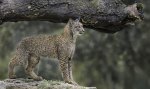 Alan_Lewis_Lynx.jpg