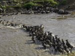Alan_Lewis_Wildebeest-Migration.jpg