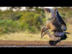 Dave_Atkinson_Amorous-Ibis.jpg