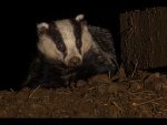 Dave_Atkinson_Badger.jpg