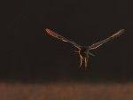 Dave_Atkinson_Evening-Preditor.jpg