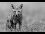 Dave_Atkinson_Fox-Cub.jpg