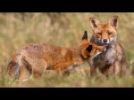 Dave_Atkinson_Mother-and-Cub.jpg