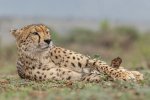 Dave_Atkinson_Resting-Cheetah.jpg
