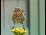 Dave_Atkinson_Young-Robin.jpg