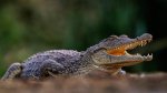 Dave_Belcher_Crocodile.jpg