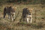 Dave_Belcher_Lionesss-On-The-Prowl.jpg