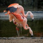 Dave_Belcher_Mating-Flamingos.jpg