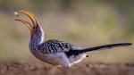 Dave_Belcher_Northern-Based-Hornbill-With-Catch.jpg