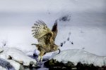 Dave_McKay_Blakistons-Fish-Owl.jpg